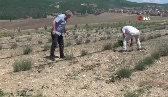 'Lavanta bahçesi içerisinde bir okul' sloganı ile adından söz ettirecek