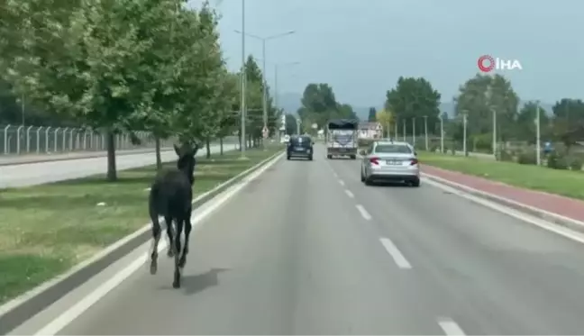 Son Dakika | Bursa'da başıboş at trafiği alt üst etti... O anlar kamerada