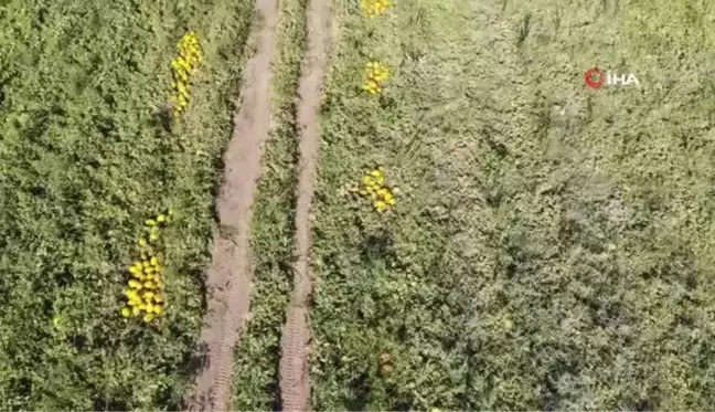 Konya haber: Konya Ovası'nda kavun hasadı zamanı