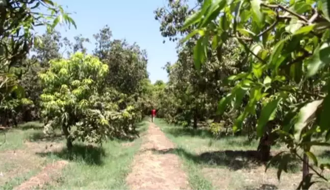 Mısır'da mango hasatı devam ediyor