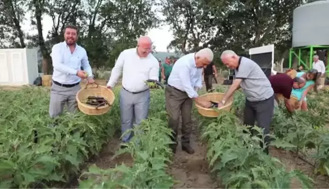 Muğla gündem haberi... Muğla'da hasat şenliği yapıldı