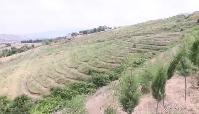 Hükümlüler tropikal meyve ve tıbbi aromatik bitki yetiştiriyor