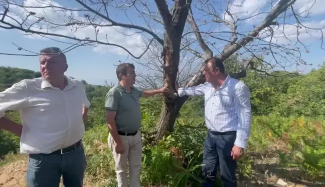 Aydın yerel: Hüseyin Yıldız'dan Aydın'daki Kestane Ağaçları İçin Tarım ve Orman Bakanlığı'na Çağrı: 