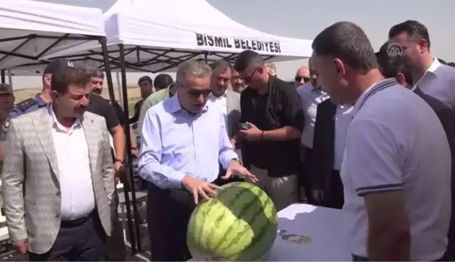 Diyarbakır ekonomi haberi: DİYARBAKIR - Ağırlığıyla yarışacak karpuzlarda hasat başladı