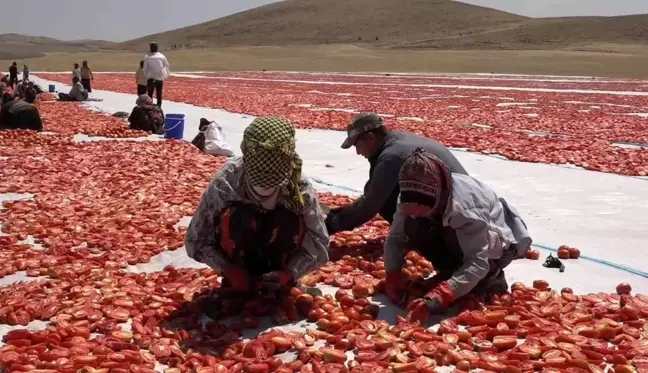 Mevsimlik işçi öğrencilerin büyük başarısı... Biri hukuk fakültesini kazandı biri Türkiye ikincisi oldu