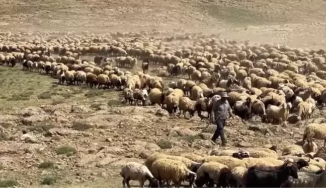 Yayla sürecini yaylalarda geçiren göçerler eve dönüş yolculuğuna başladı