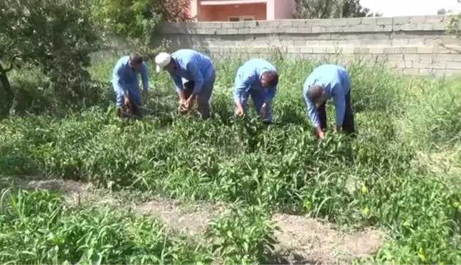 Öğretmen ve öğrenciler yetiştirdikleri ürünleri ihtiyaç sahiplerine dağıtıyor