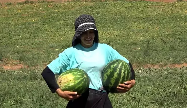 Kırıkkale haberi... Delice karpuzunda hasat sevinci