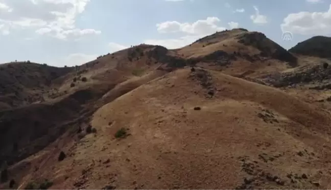 Tunceli kültür sanat haberleri... Popülasyonu artan nesli tehlike altındaki yaban keçileri Tunceli'ye güzellik katıyor