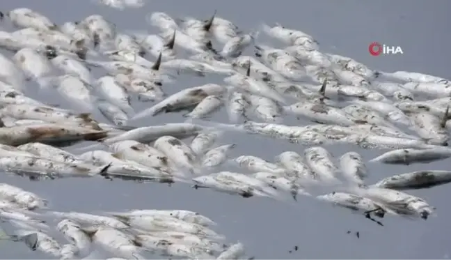 Asi Nehri'nde şaşırtan görüntü, binlerce balık su yüzeyine çıktı