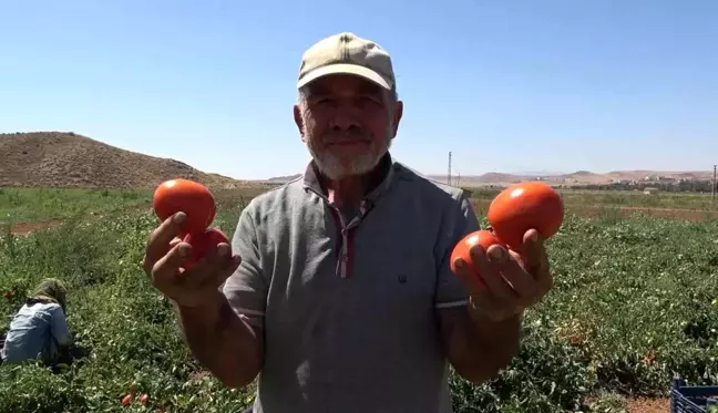 İşçi bulamayan çiftçi isyan etti: Bizimkiler iş beğenmiyor, iyi ki mülteciler var