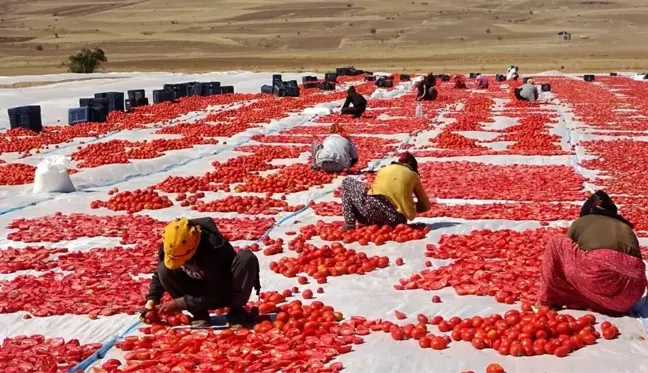 Bitlis haber | Bitlis'ten Amerika ve Avrupa'ya kurutulmuş domates ihracatı