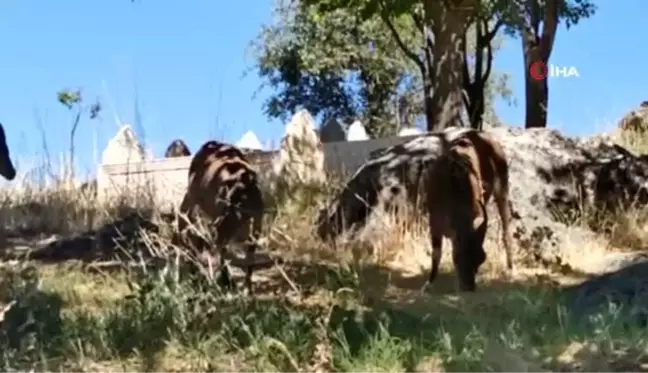 Dağ keçileri mezarlığı mesken tuttu