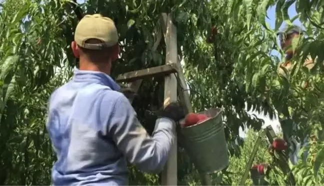 Sezonun son şeftali hasadı yapıldı