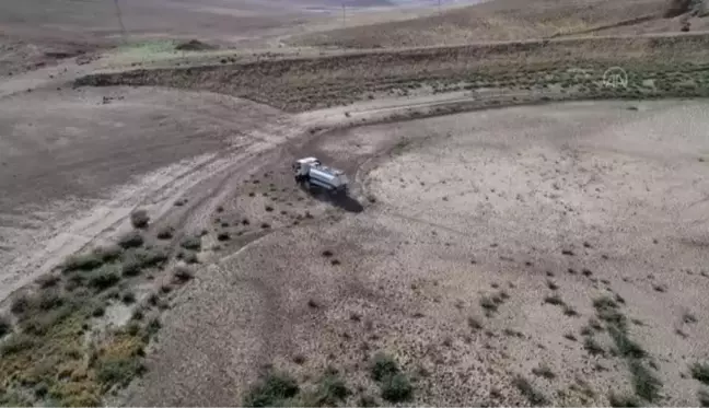 Yayla dönüşü susuzluktan bitkin düşen koyunlara tankerlerle su taşındı