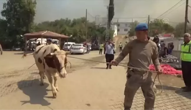 Son dakika haberi... Gülnar ilçesindeki orman yangınında gebe inek 