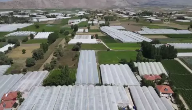 Lezzeti ve raf ömrüyle öne çıkan yayla domatesi, yurt dışında talep görüyor