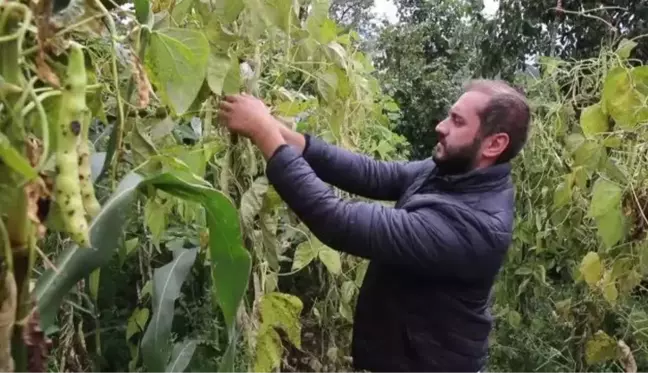 Samsun gündem haberi... Samsun'un Nebiyan fasulyesi pazara inmeden tarladan satılıyor