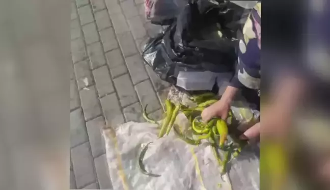 Ankara gündem haberleri: Ankara'da, Tarım Kredi Kooperatifleri'ne Ait Marketin Çöpünden Sebze Toplayan Kadın: