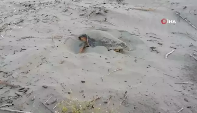 Kaplumbağaların varlığı deniz suyunun temiz olduğunu gösteriyor