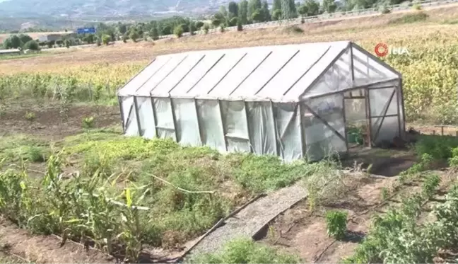 Pandemi döneminde aldığı çorak araziyi tropikal meyve bahçesine çevirdi