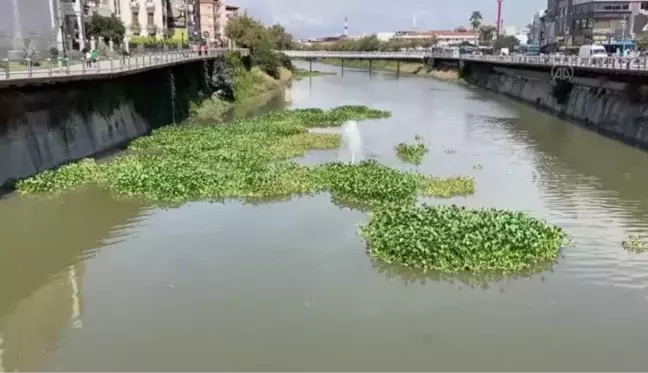 Asi Nehri'ni yeniden su sümbülleri kaplamaya başladı