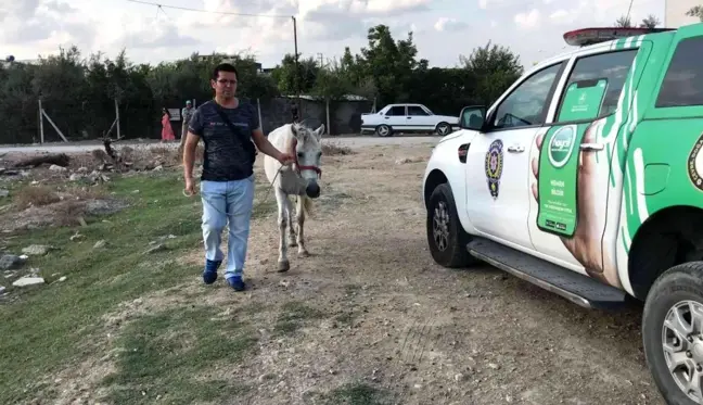 Atını darp eden adam gözaltına alındı