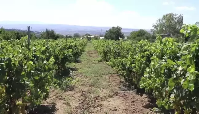 Hasadına başlanan üzümden 40 bin ton rekolte bekleniyor