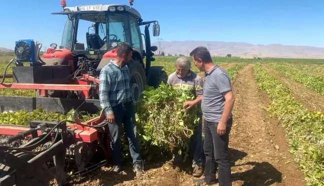 Niğde haberleri... Niğde'de kuru fasulye ve barbunyada 65 bin ton rekolte bekleniyor