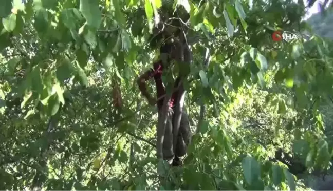 Türkiye'deki ceviz üretiminin yüzde 8'ini karşılıyor, hasadına başlanıldı