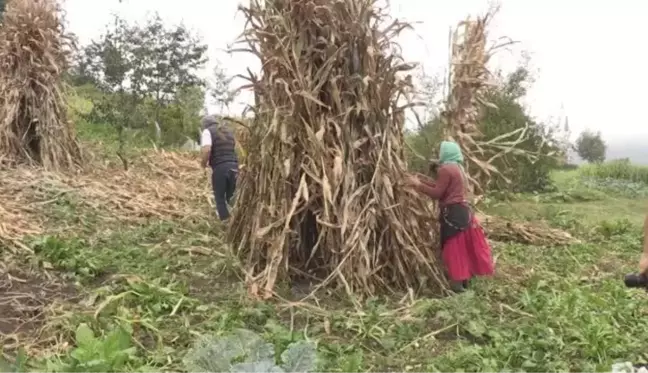 Karadeniz kadınının tarladan sofraya 