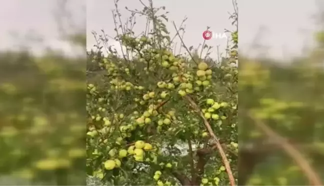 Niğde haberleri... Niğde'de dolu yağışı elmalara zarar verdi