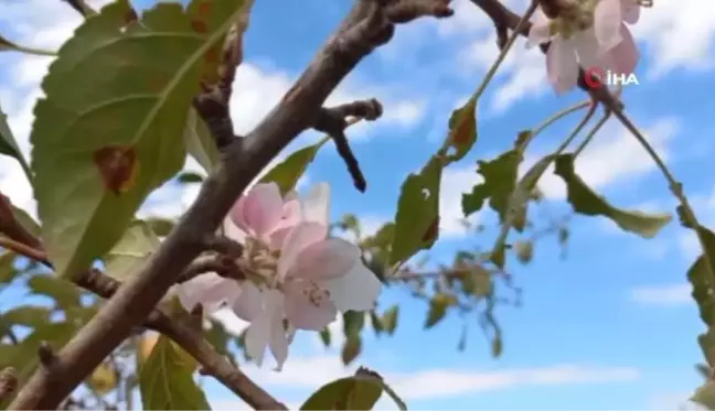 Elma ağacı, eylül ayında çiçek açtı