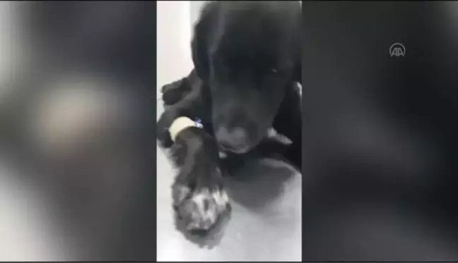 ZONGULDAK - Öğrencilerin çöp konteynerinde bulduğu köpek tedaviye alındı