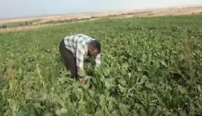 Kars yerel haberi... Kars'ta Pancar Üreticileri Yükselen Üretim Maliyetinden Yakınıyor