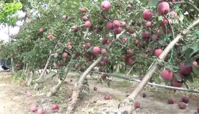 Şiddetli yağış yüzlerce elma ağacını kökünden kırdı