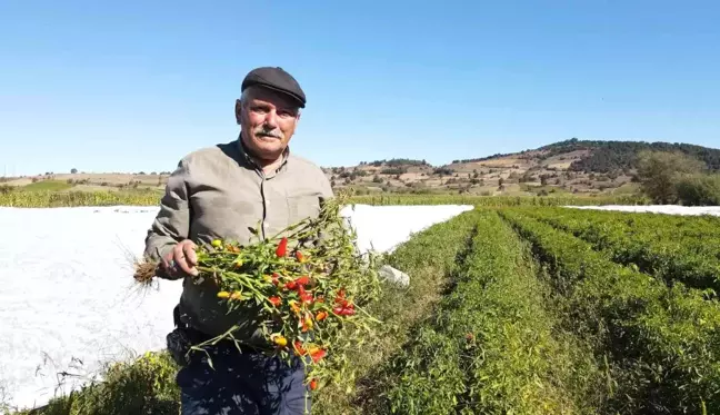 Üreticinin kırağı korkusu naylon gerdirdi