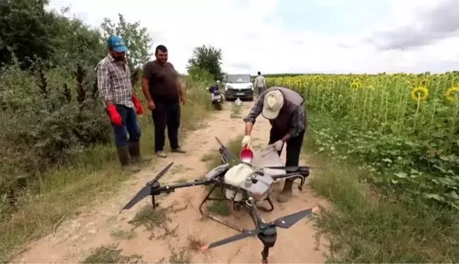 KIRKLARELİ - Trakya'da çayır tırtılının ayçiçeğine zararı erken müdahaleyle önlendi