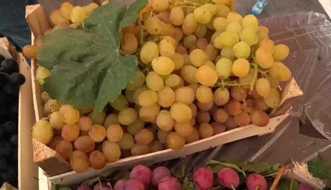 Çorum haber! Gökçealan, Osmancık Üzümü ile Şenlendi