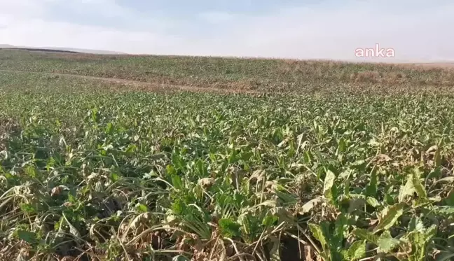 Şekerpancarı Fiyatı Bir Yılda Üç Defa Yenilendi Ama Maliyeti Kurtaramayan Üreticiler, 