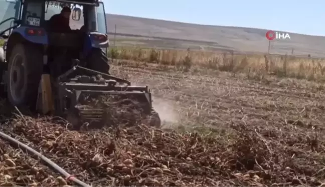 Afyon haber! Şuhut'ta kışlık patates hasadı başladı