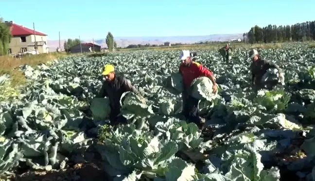 Muş ekonomi haberi... Muş'ta lahana hasadına başlandı