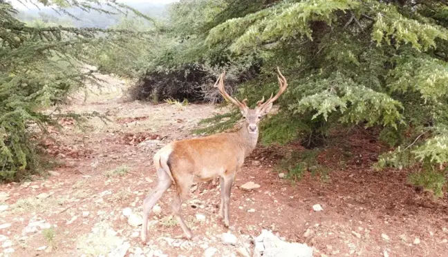 Restoran şefinin geyikle muhabbeti güldürdü