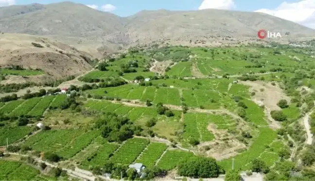 İki asırlık bağlarda tescilli Cimin üzümü hasadı devam ediyor