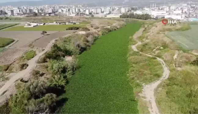 Asi Nehri'nin üzerini kaplayan su sümbülleri temizleniyor