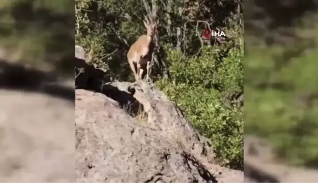 Dağ keçileri böyle görüntülendi