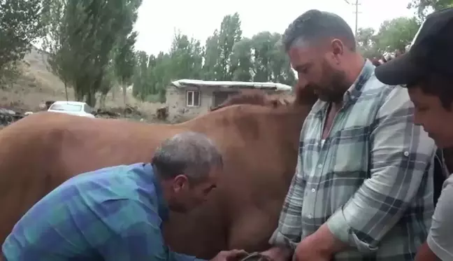 Kars haberi... Kars'ta Mazot Fiyatları Çiftçileri Atlara Yönlendirdi