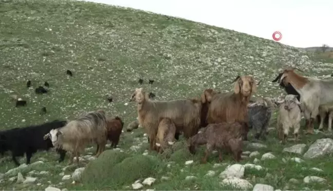 Üretim tamamlandı, göçerler yaylalardan indi