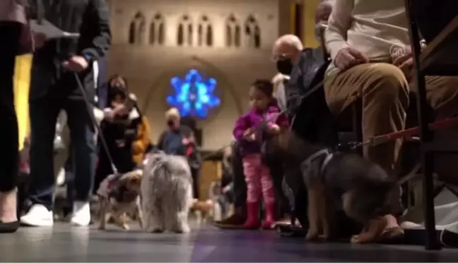 Evcil hayvan sahipleri Manhattan'daki 'Blessing of the Animals' etkinliğine katıldı