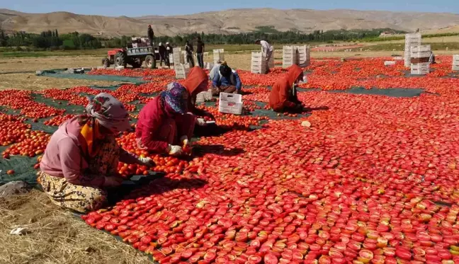 Malatya ekonomi haberleri: Avrupa'nın kuru domatesi Malatya'dan